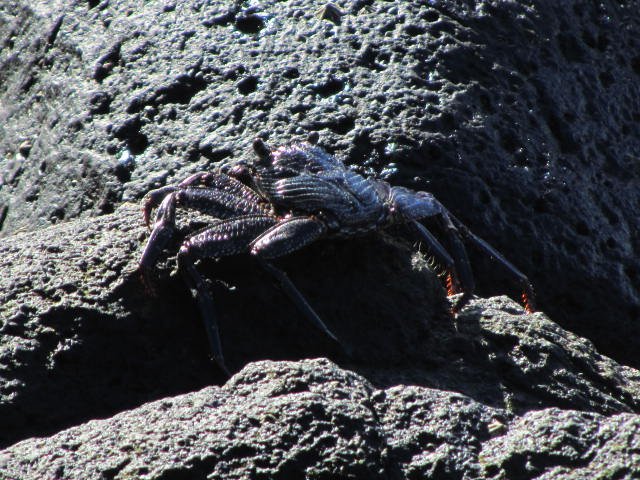 BIG Black Crab