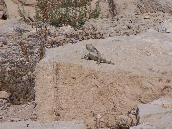 Cyprus Sand Lizard