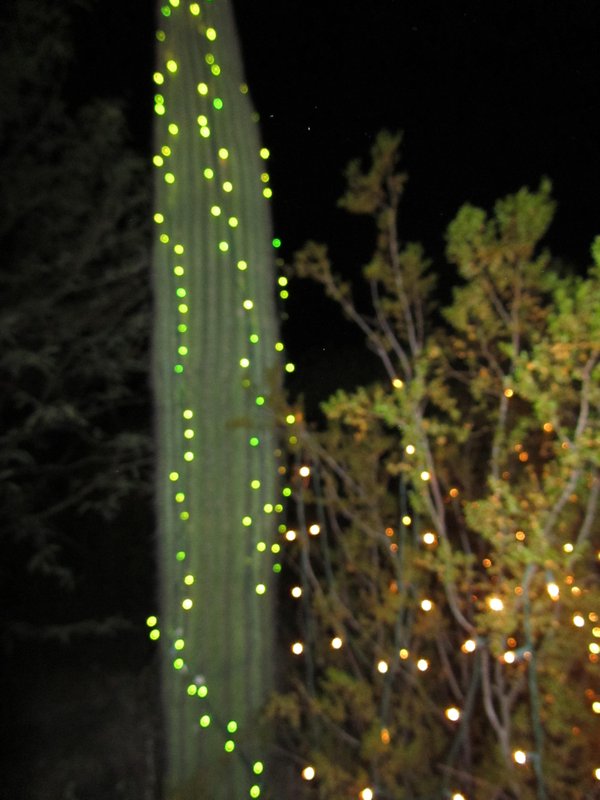 Christmas lights in Tohono Chul Park