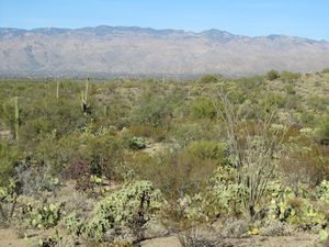Cactus Garden in Saguaro National Park