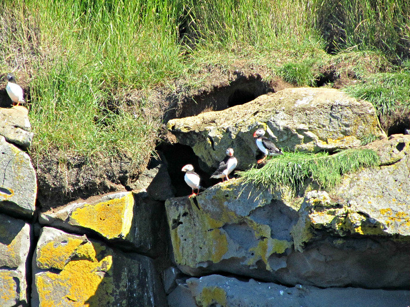 On the Puffin Cruise