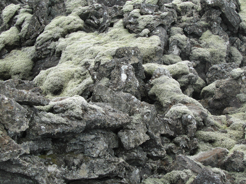 Moss covered lava