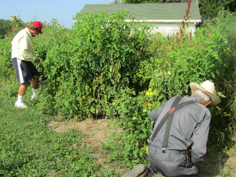 Picking tomatoes in the garden