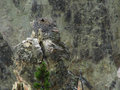 An occupied osprey nest