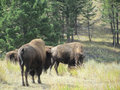 Yellowstone's bison