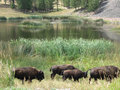 A herd of bison on the move