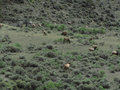 A male elk and his harem.