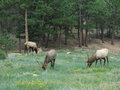 3 Male Elk