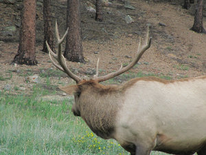 Rocky Mt. Elk