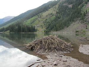 Beaver dam on Maroon Bells Lake