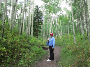 In the aspen forest