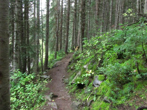 The Creek Side Trail