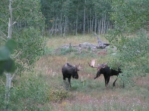 Sparring moose