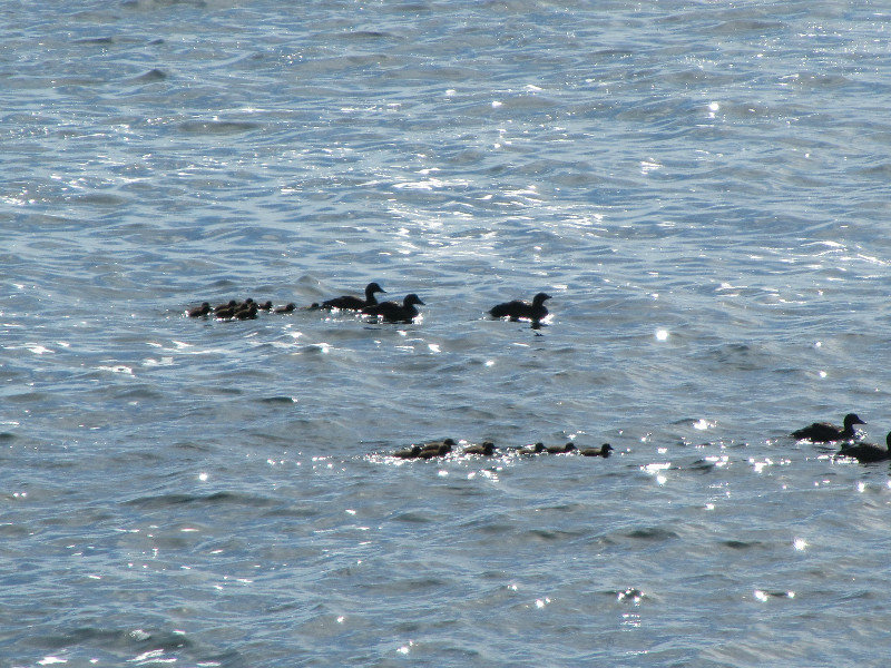 Two families of Eider Ducks