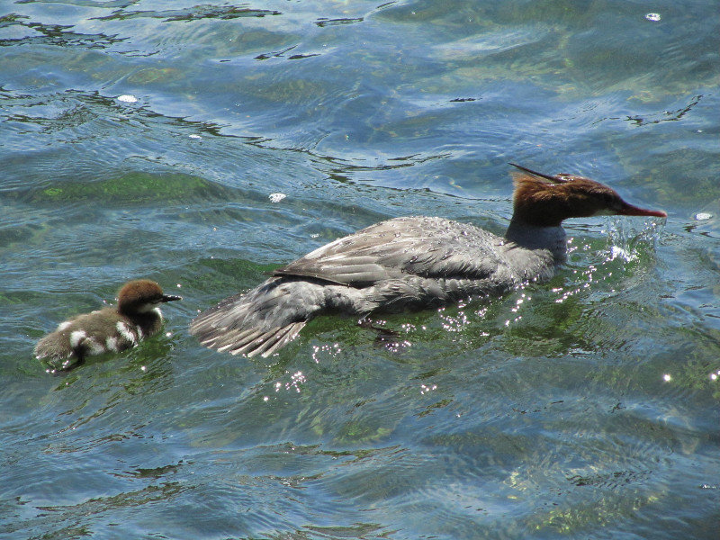 A grebe and her chick