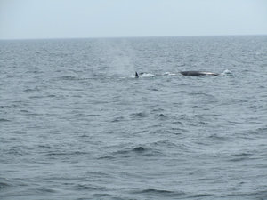 Finback Whale