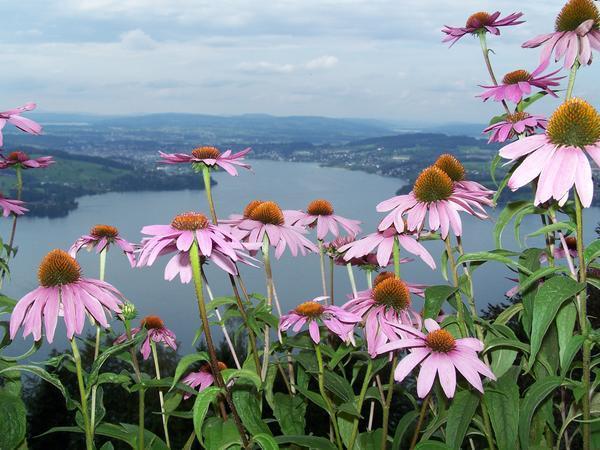View of Lake Lucerne from Burgenstock