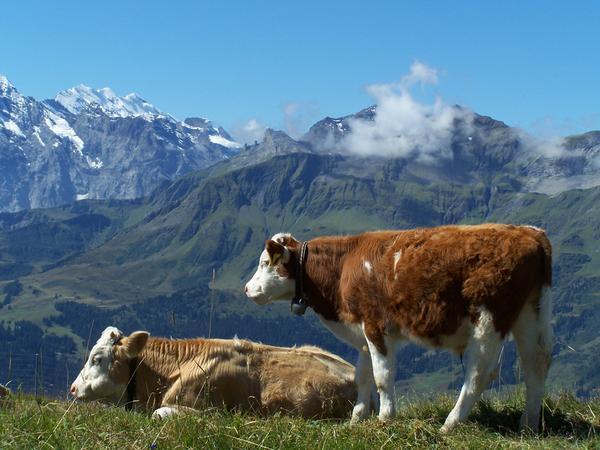 The Männlichen cows