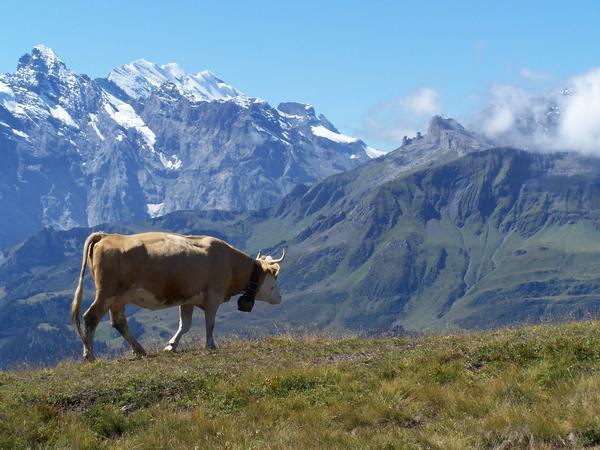 Hiking cows on the Panoramaweg