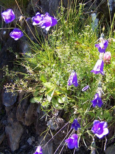 Harebells on the trail