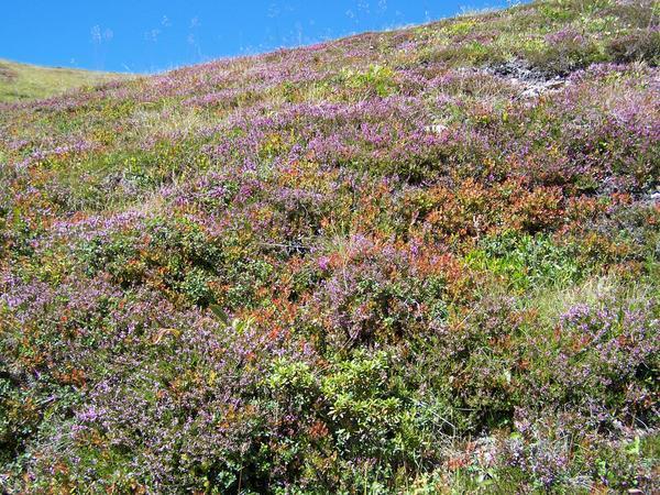 Alpine flowers on the hillside