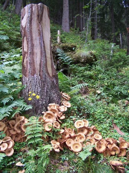 Mushrooms on the trail