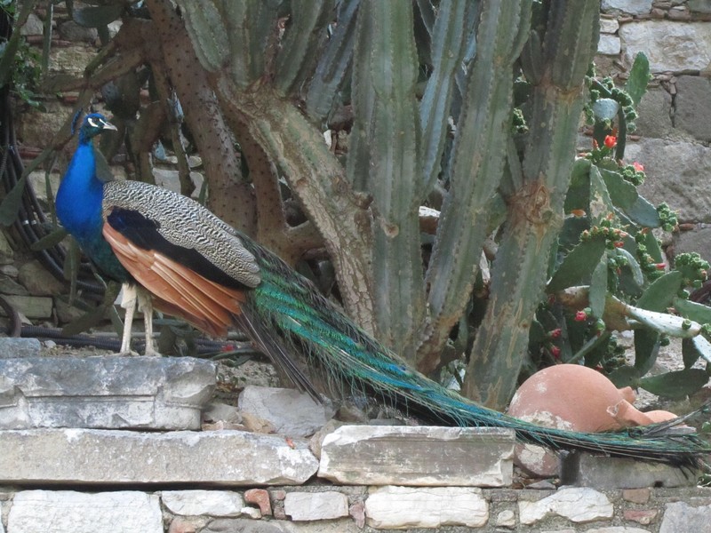 Peacock in the castle