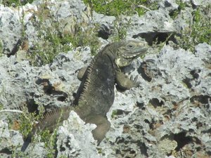 One of the very large iguanas that we saw.