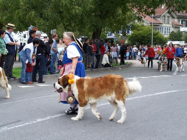 It's not a Swiss parade without a St. Bernard or two