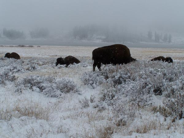 Snow Falling on Bison