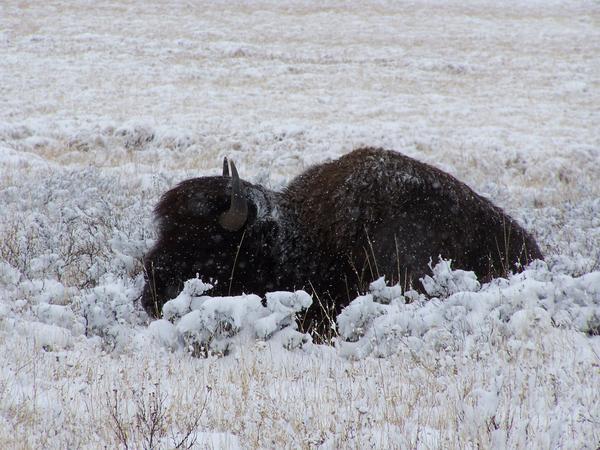 A snowy bison nap