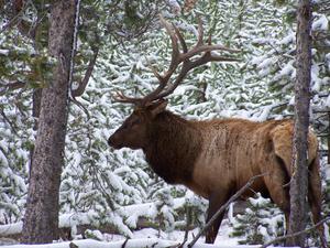Bull elk in the snow