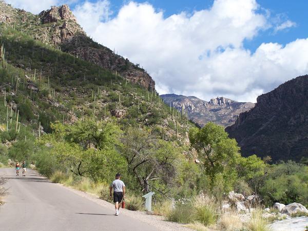 1 1/2 miles into Sabino Canyon with the Santa Catalina Mountains in the background.