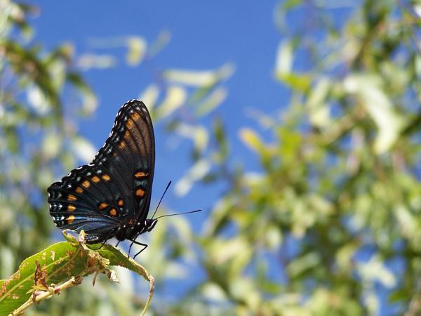 Big, beautiful, unidentified butterfly