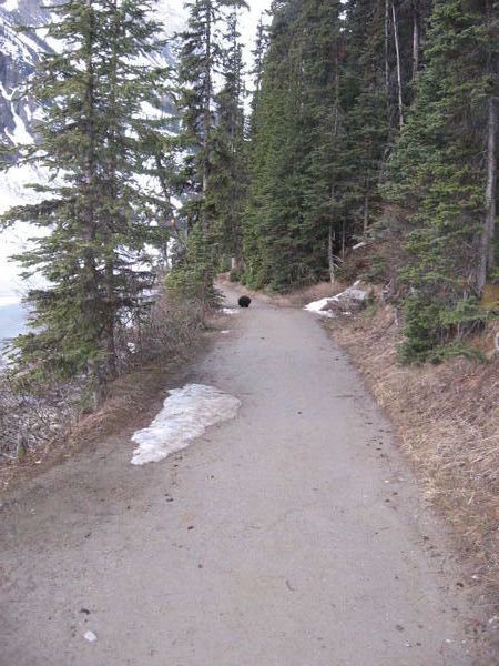 Bear on Path