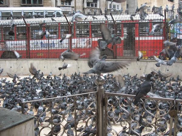 Pigeon breeding zone