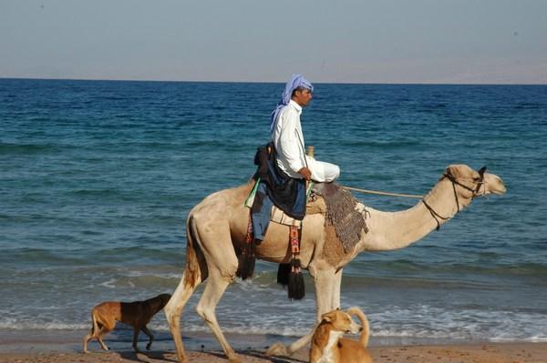 Bedouin Camel Jockey