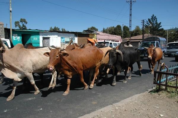 Addis Traffic