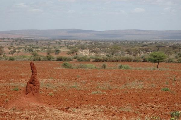 Termite Hill in the Red Desert