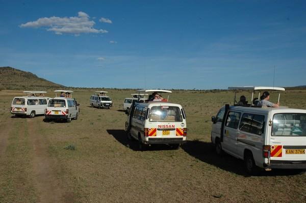 Herd of Safari Buses