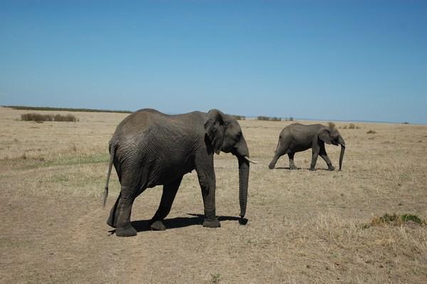 Elephants March On