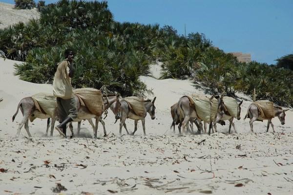 Donkey Days in Lamu