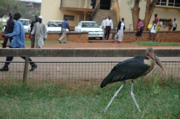 Giant Storks are Everywhere