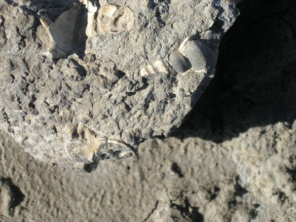 5.02 Fossils from Seymour Island