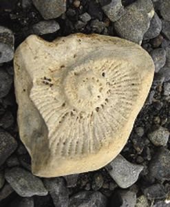 5.06 An Ammonite from the Cretaceous Period 