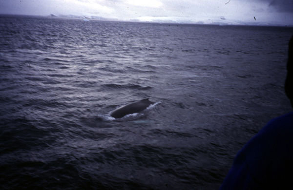 7.1 A humpback whale
