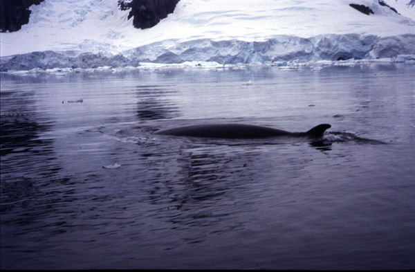 7.2 A minke whale