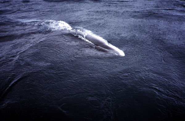 7.3 The underbelly of the minke whale