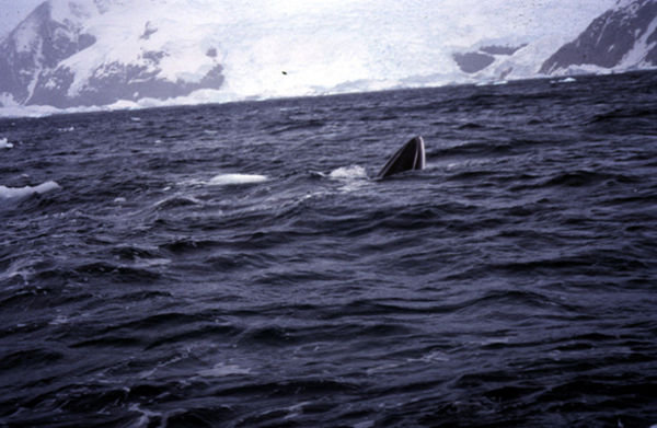 7.5 The minke whale commencing to breach
