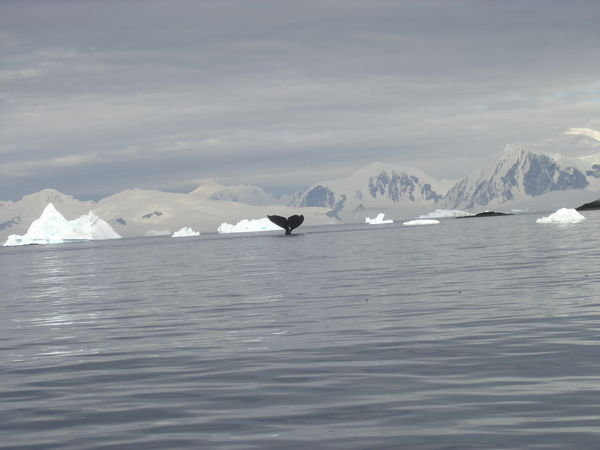 7.6 A humpback whale diving towards us in 2008